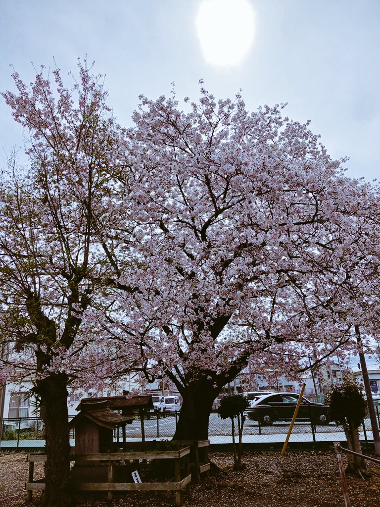 illwill_milo's tweet photo. 松たか子全開ですね https://t.co/FvBK2q0m40