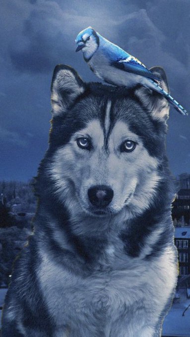 Waylon Van Smack tweet media