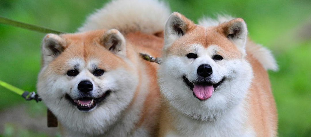 🇯🇵星空音夢🇯🇵チーズ警察👮 tweet media