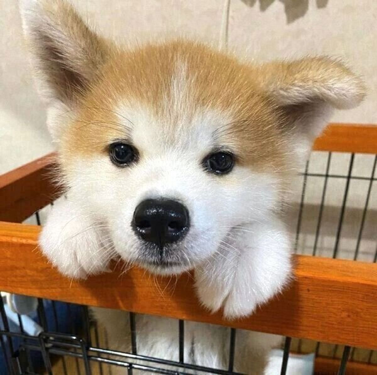 🇯🇵星空音夢🇯🇵チーズ警察👮 tweet media