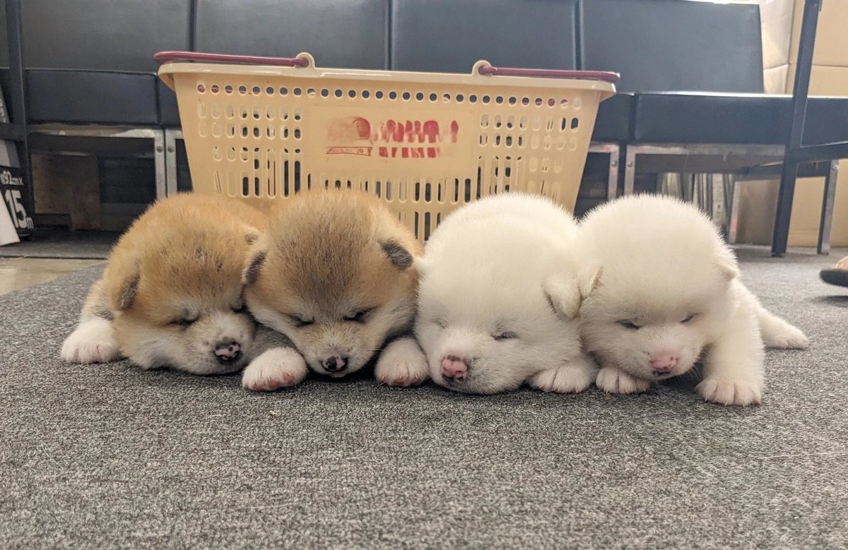 🇯🇵星空音夢🇯🇵チーズ警察👮 tweet media