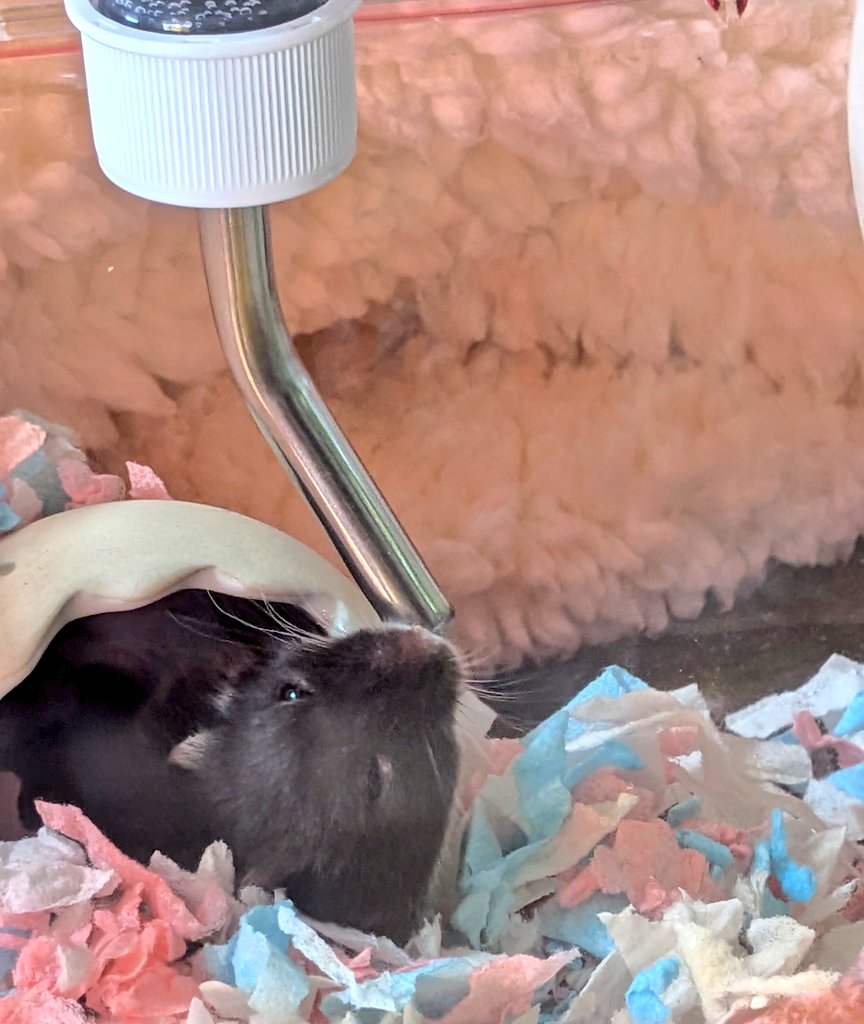 タマズサ tweet media