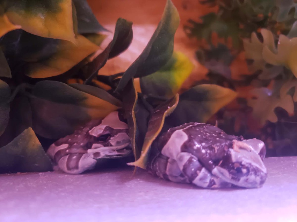 Snoop Penguin 🐧🇦🇶 P.I. tweet media