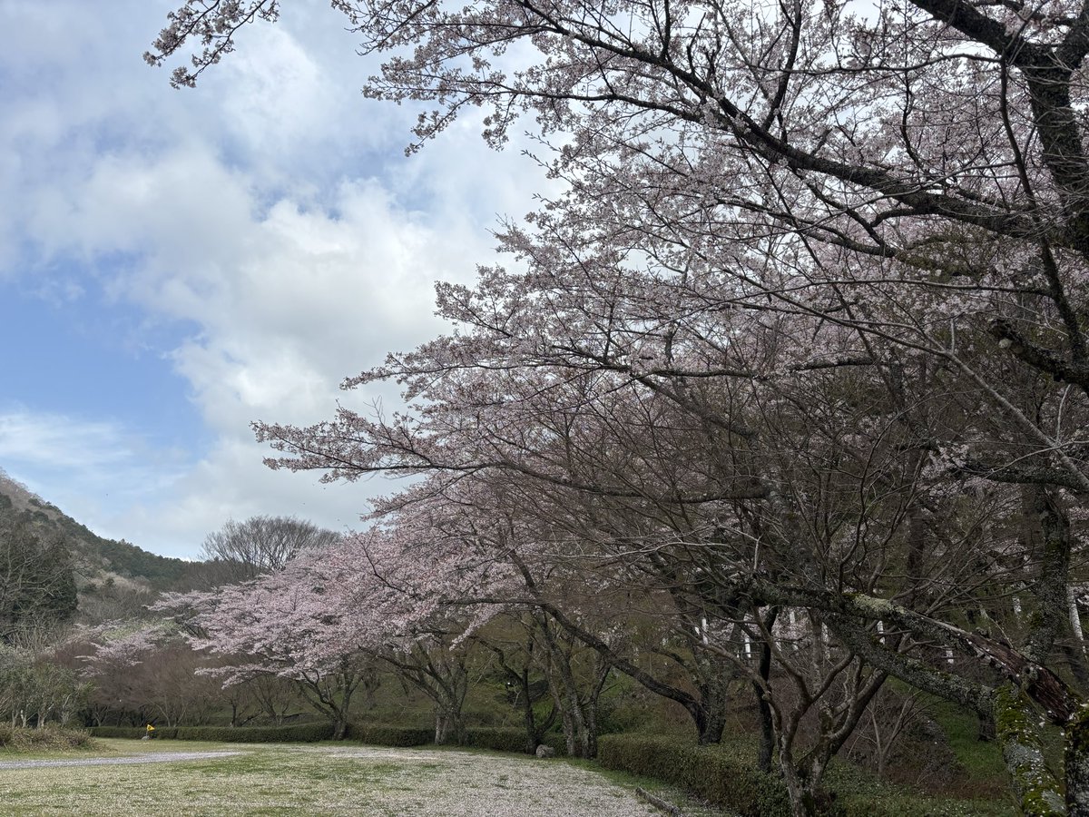 SUCCESS3973's tweet photo. 大正洞桜まつり🌸
このあと10:00~スタート😆 https://t.co/OXPeijWQve