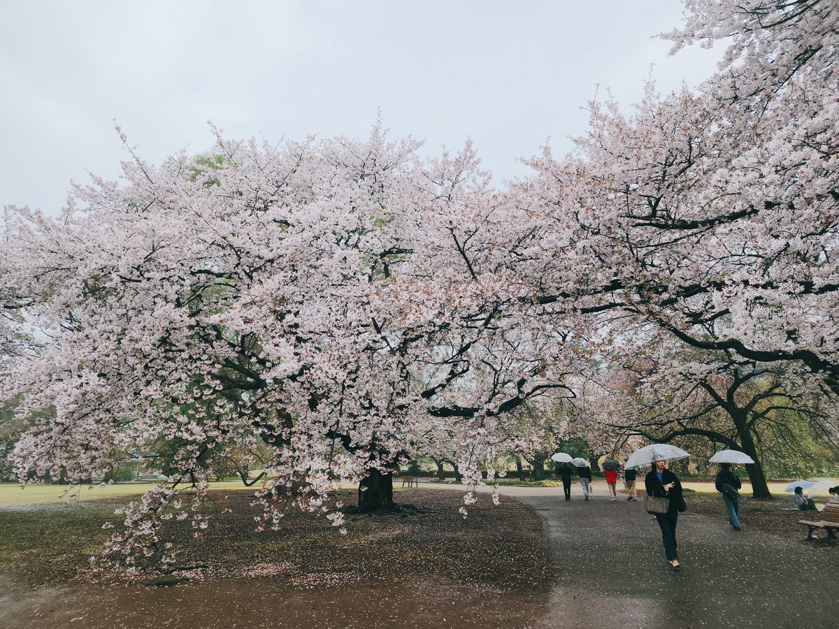 ちろる໒꒱. tweet media