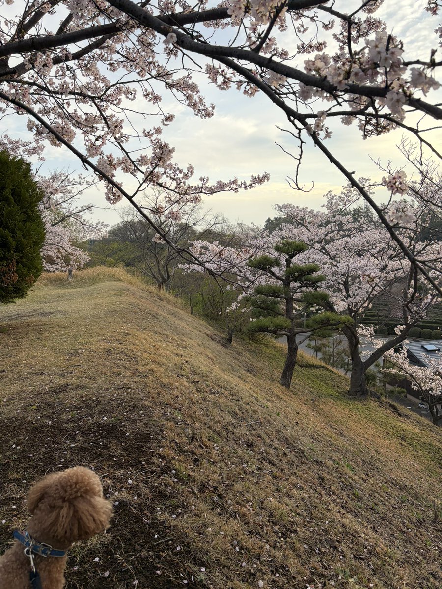 amutan718's tweet photo. おはようございます☀️
朝んぽでお花見🌸先週は三分咲きだった桜も満開になりました、当たり前ですがアムちゃんはお花に一切興味ありません😅
#お花見 https://t.co/CuGUgMK49F