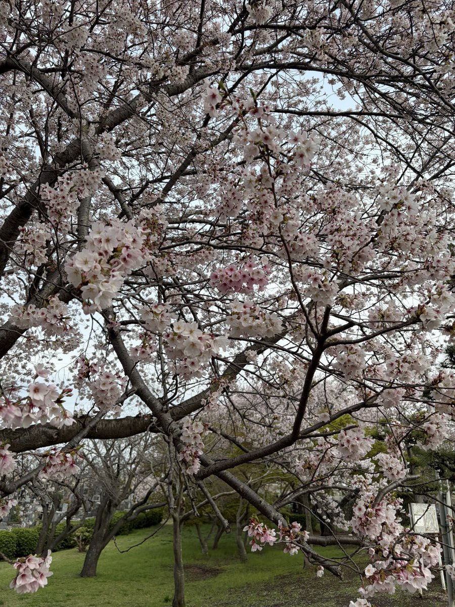 amutan718's tweet photo. おはようございます☀️
朝んぽでお花見🌸先週は三分咲きだった桜も満開になりました、当たり前ですがアムちゃんはお花に一切興味ありません😅
#お花見 https://t.co/CuGUgMK49F