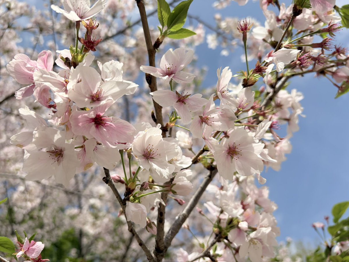 makiko tsukahara tweet media