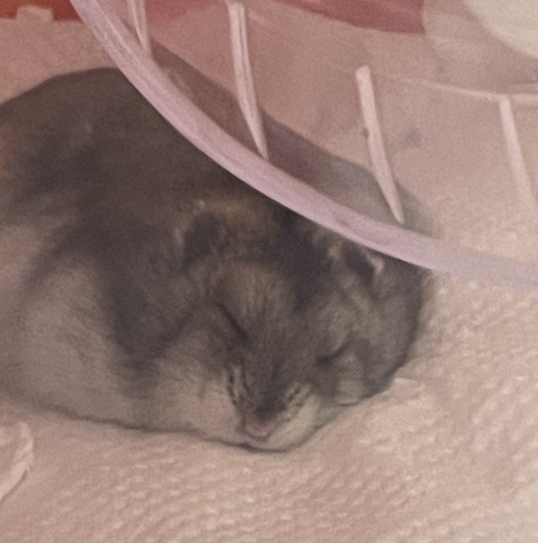 ぴっぴこ!ピィピ丸【うちの子可愛いログ】 tweet media