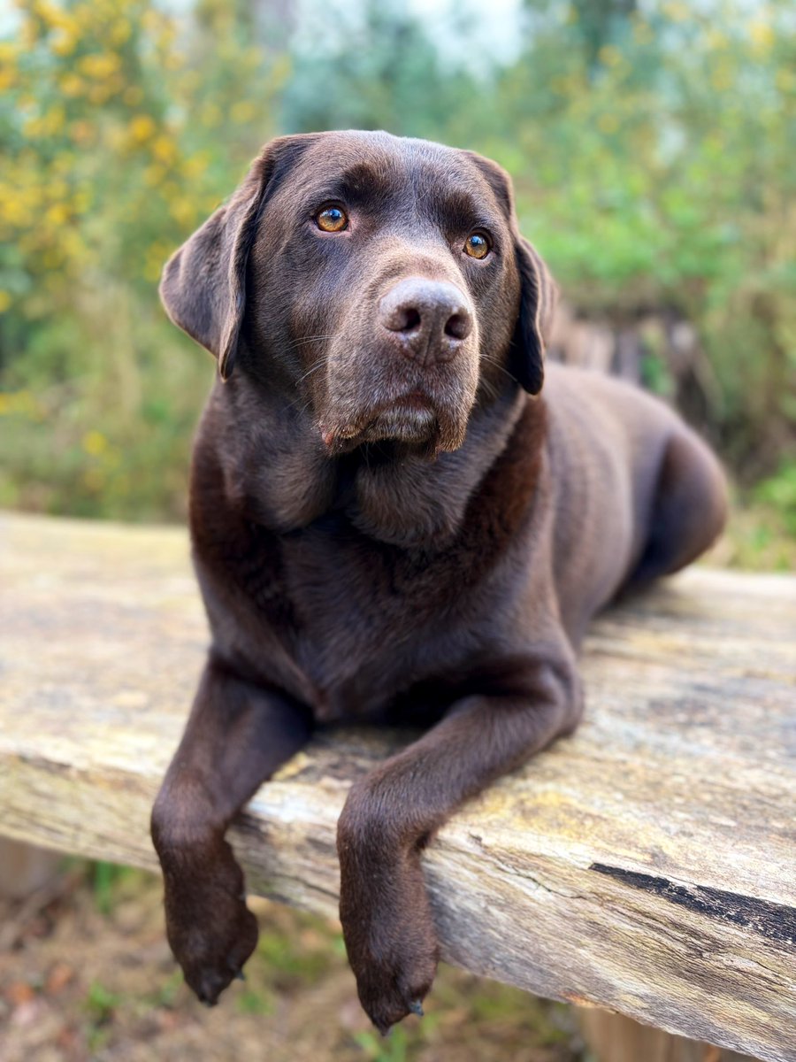 Becks and Charlie Brown tweet media