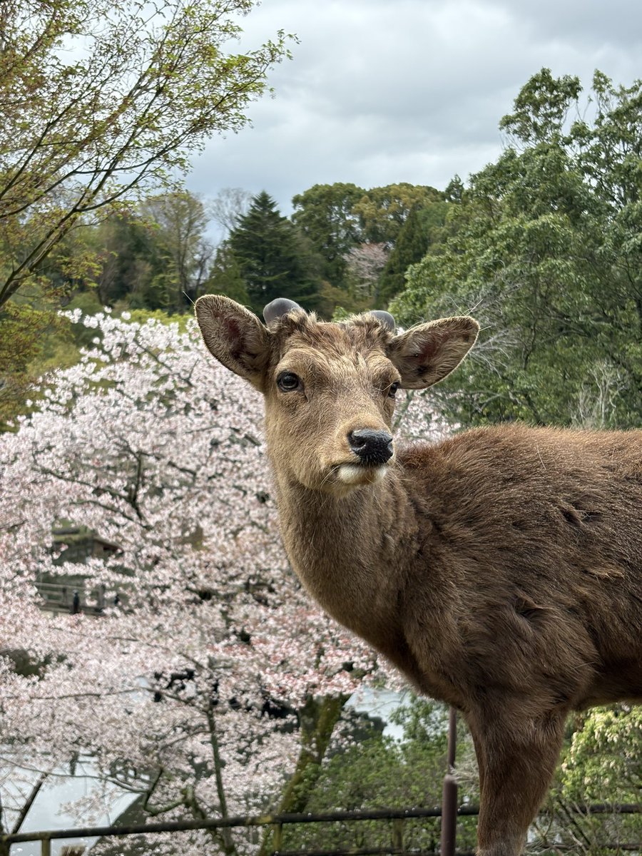 びっちー tweet media