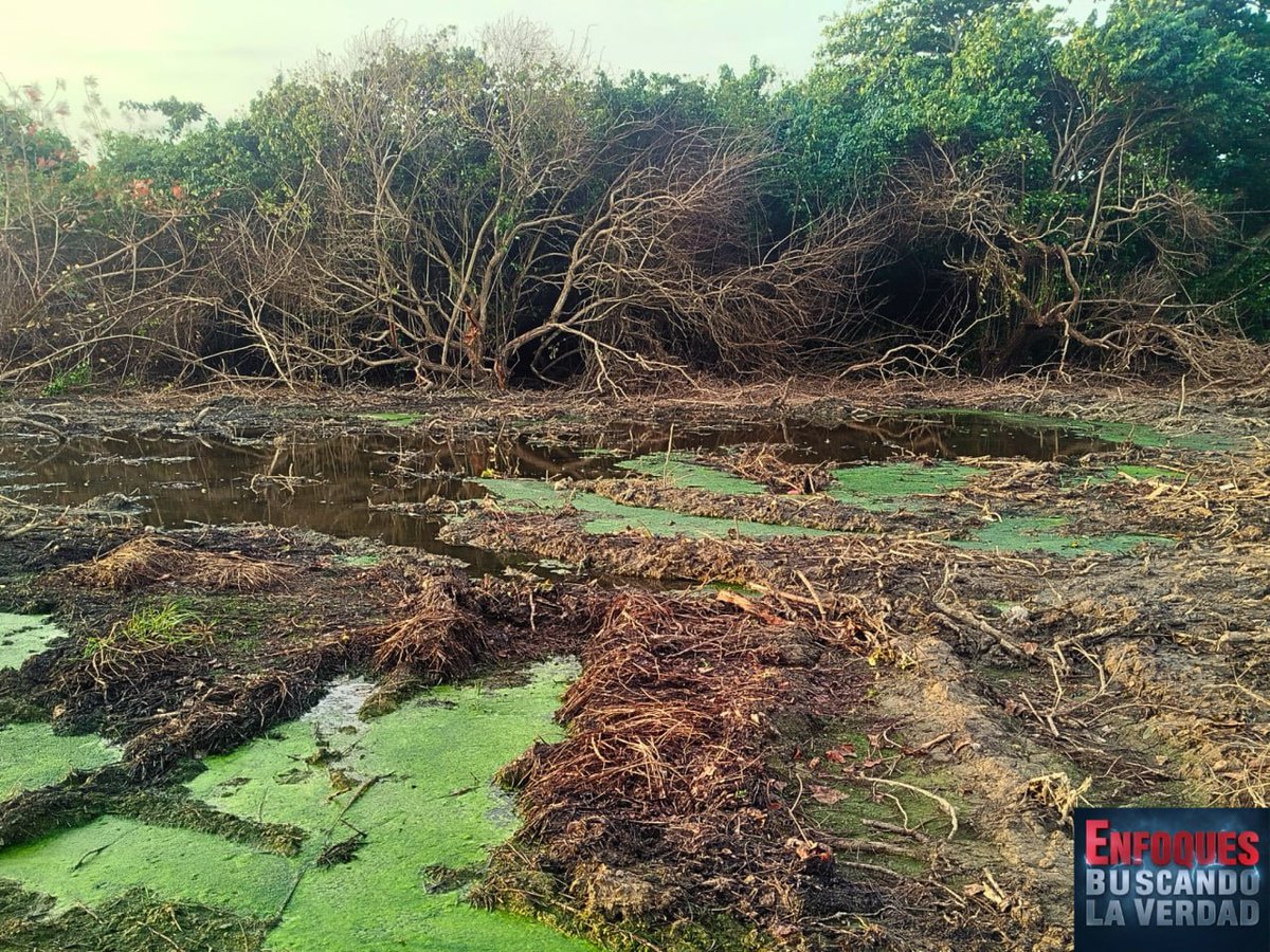 explorador_76's tweet photo. Cambiar un ecosistema resiliente, que nos protege contra inundaciones y marejadas actuando como una esponja hídrica natural, por canchas de juego es la definición máxima de la ignorancia estratégica. 
https://t.co/GTjr9vcpYy https://t.co/HQmDHgVi3S