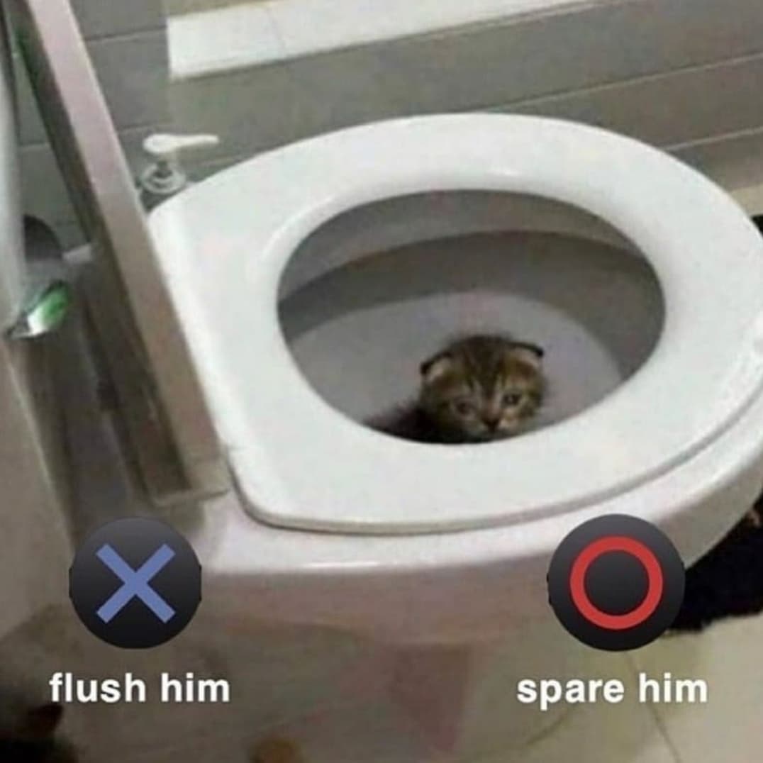 PunchingCat's tweet photo. https://t.co/frzKCX5Tl9