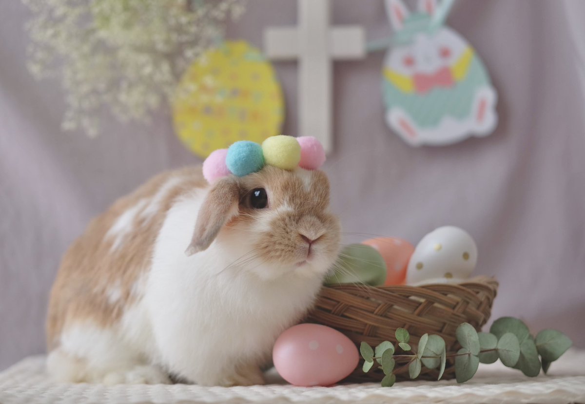 うさぎのチャイ tweet media