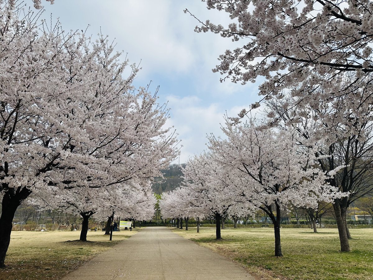 빈이숲🌳
올해도 숲을 둘러싼 벚꽃이 너무 예쁘다
빈이가 매해 참 좋아할꺼같아🌸