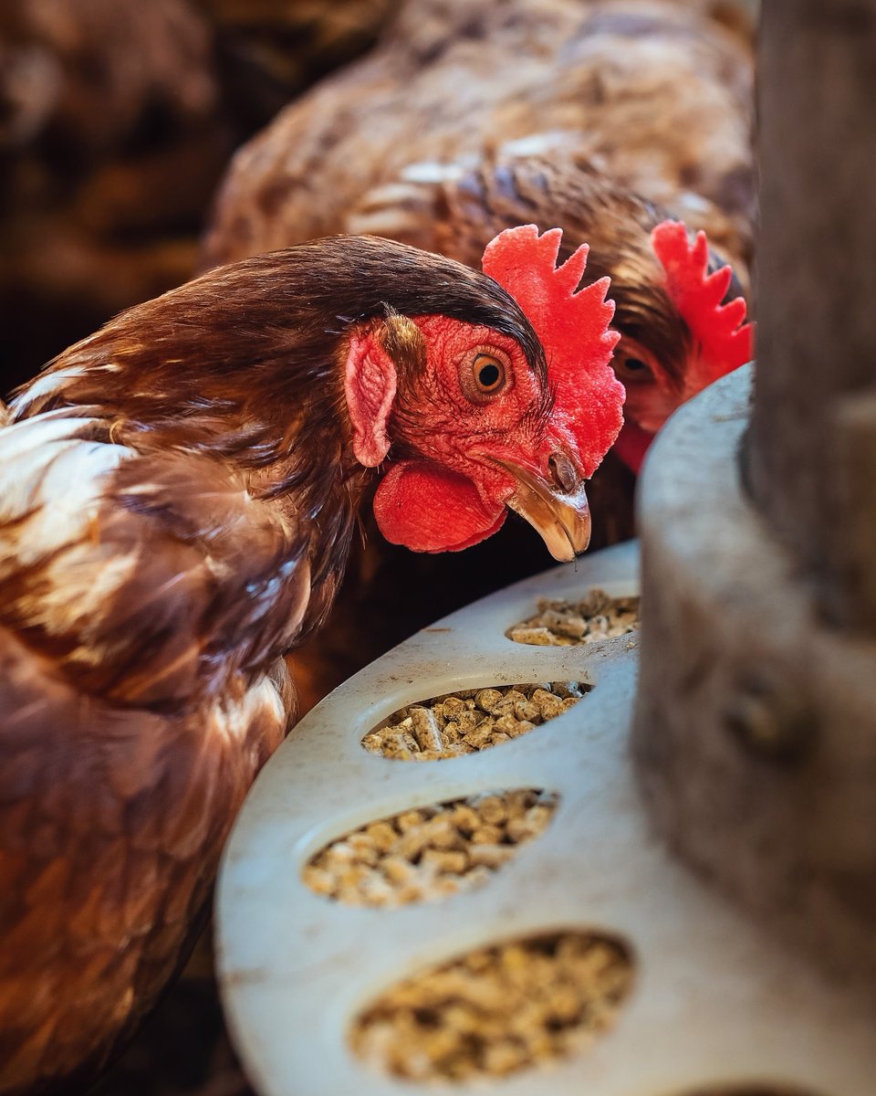 Happy Easter to all who celebrate! 🐣 and all the bunnies &amp; chickies I've had the pleasure of photographing 💞