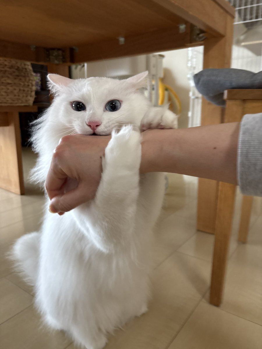 ハラヘラズ tweet media