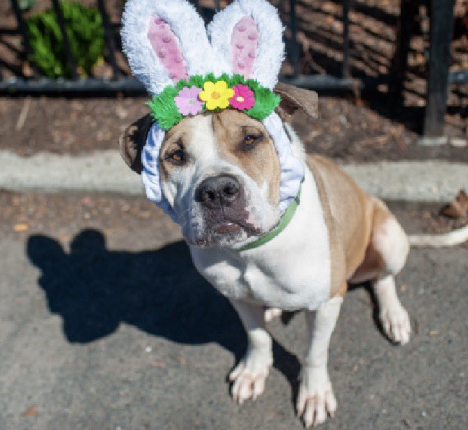 Amber, Belle & Kingston 🐾 tweet media