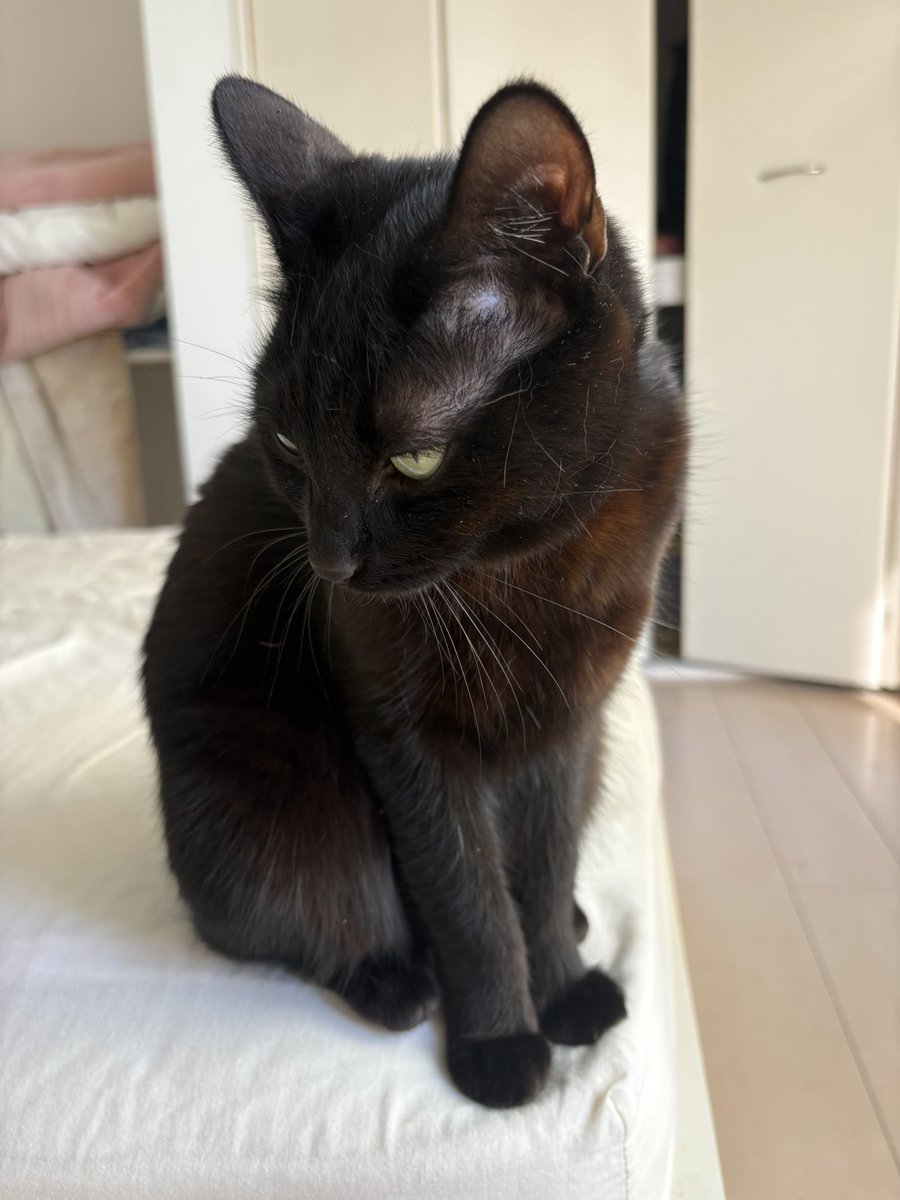 あずき🐾 tweet media