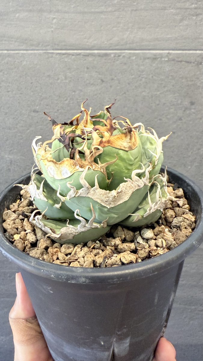 アガベ太郎丸 tweet media