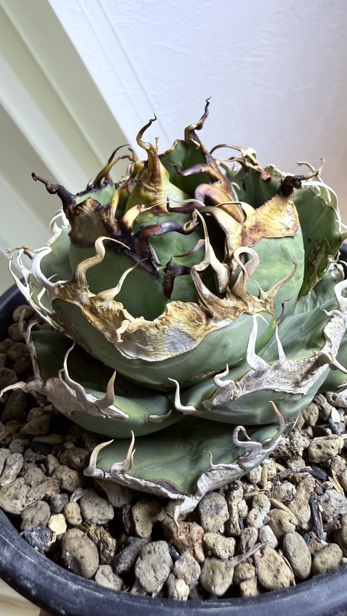 アガベ太郎丸 tweet media