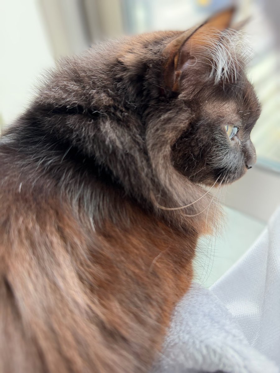 ♡moco𓃠*⑅🐾猫は強く優しく偉大🐾 tweet media