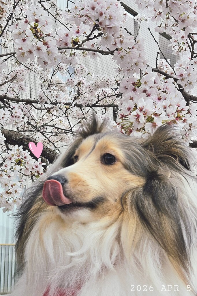 🐶🌸