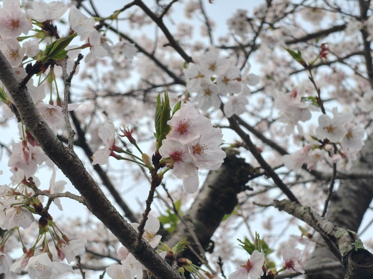 toyamarathon's tweet photo. 【朝ラン20キロ】
朝5時前スタートで、朝ごはん前に20km🏃‍♂️
梅田川の桜がとても綺麗でした🌸
帰宅後の朝ごはんが最高においしい☺️ https://t.co/z5EcnRk68N