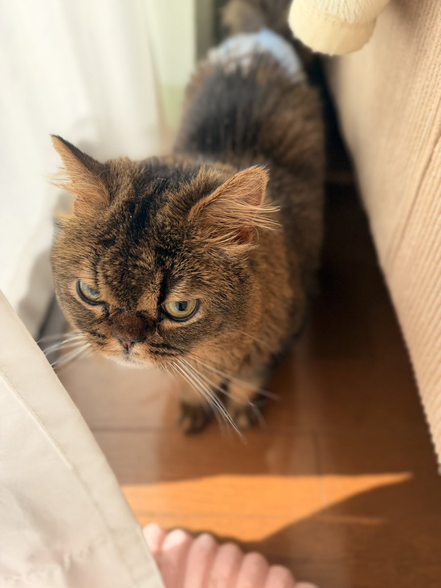 レオと3匹の猫ﾁｬﾝ tweet media