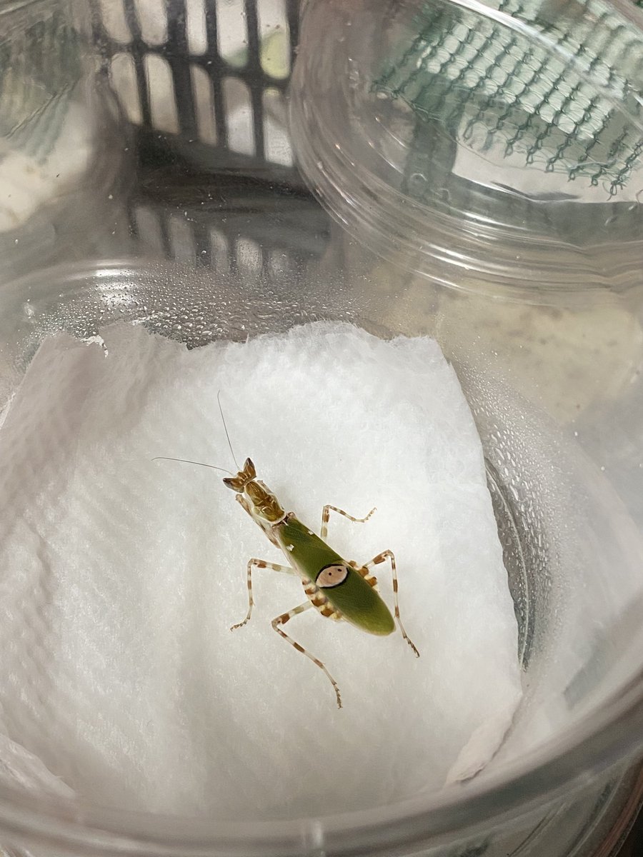 蔵狐璃桜 tweet media