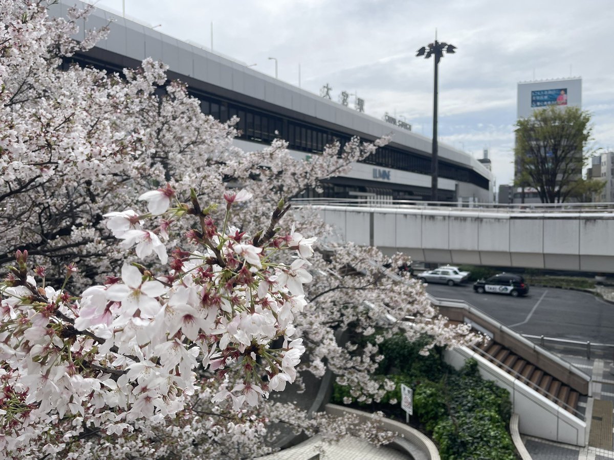 とりあたま🗻 tweet media