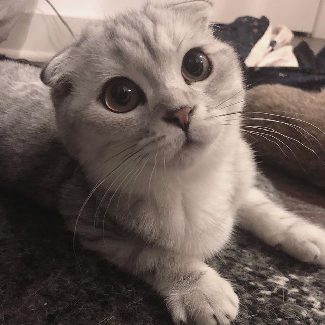 🐈‍⬛ tweet media