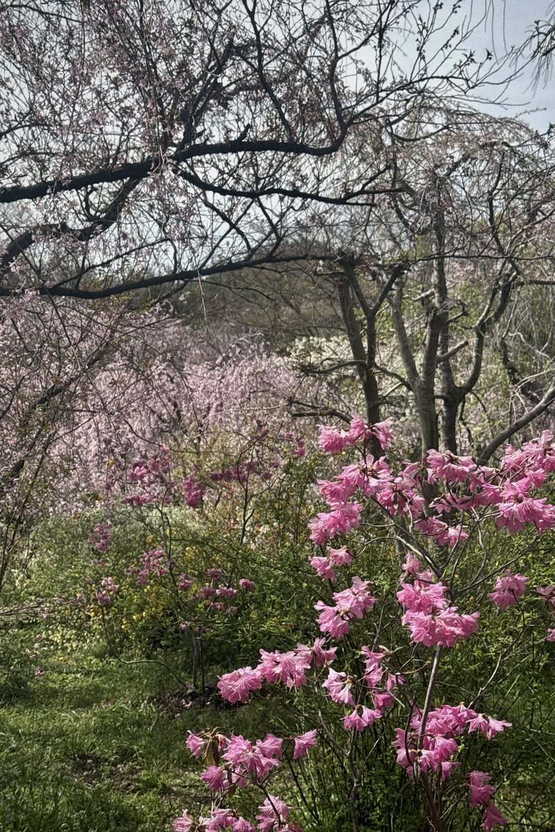 Poooooh111111's tweet photo. おはようございます☀
4月に入ってネジが外れた様に桜を撮りまくってます🌸
さて、今日も一日頑張りまっしょい☺️
#原谷苑
#お花見日和 
#京の桜 https://t.co/olcBDiJFPs