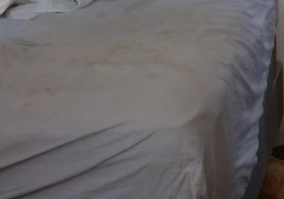 A Majestic Seagull tweet media