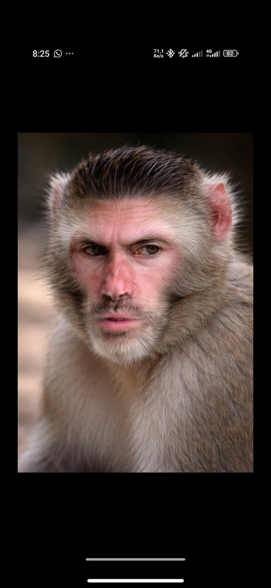 Mac ceo ✈ tweet media