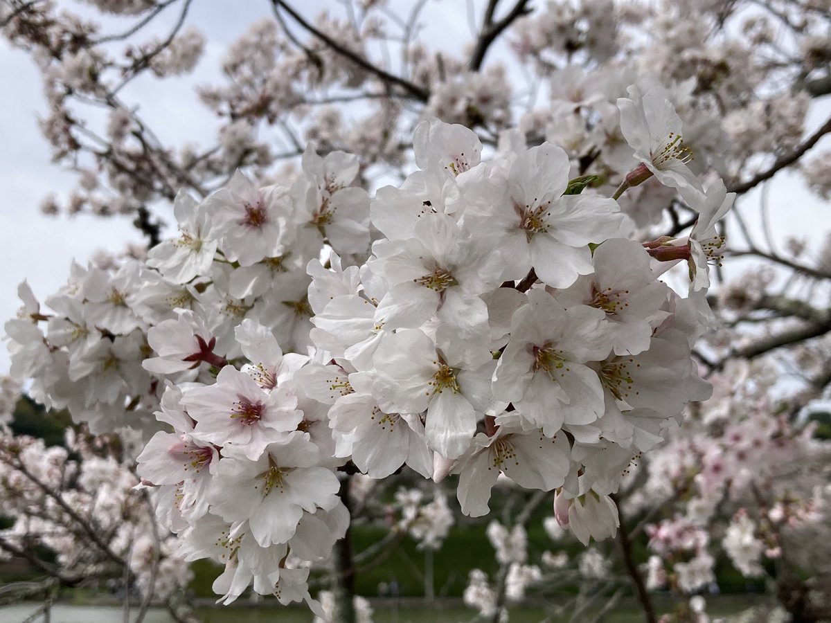 samrai_orange's tweet photo. 🌸満開
#藤枝
#蓮華寺池公園 https://t.co/9QNdqmGnaV