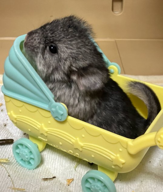 ちぃちぃ tweet media