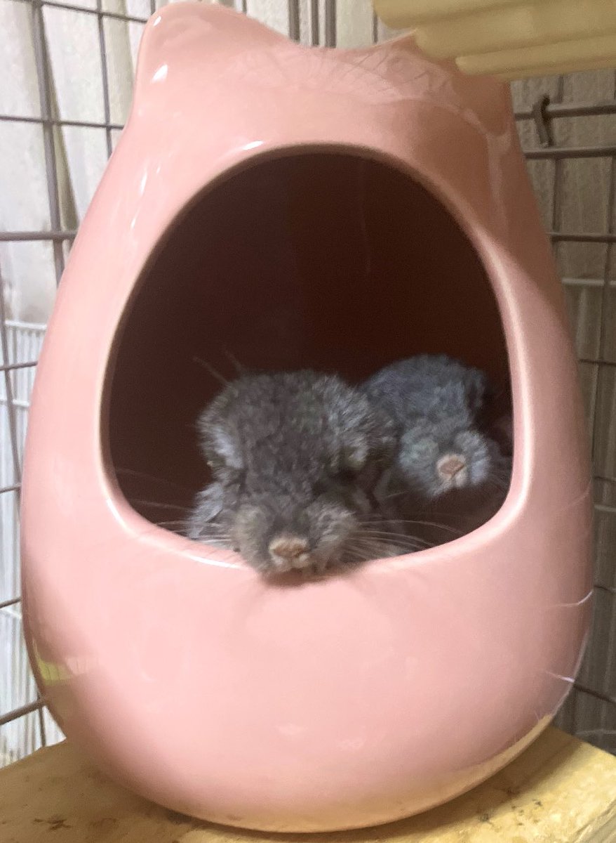 ちぃちぃ tweet media