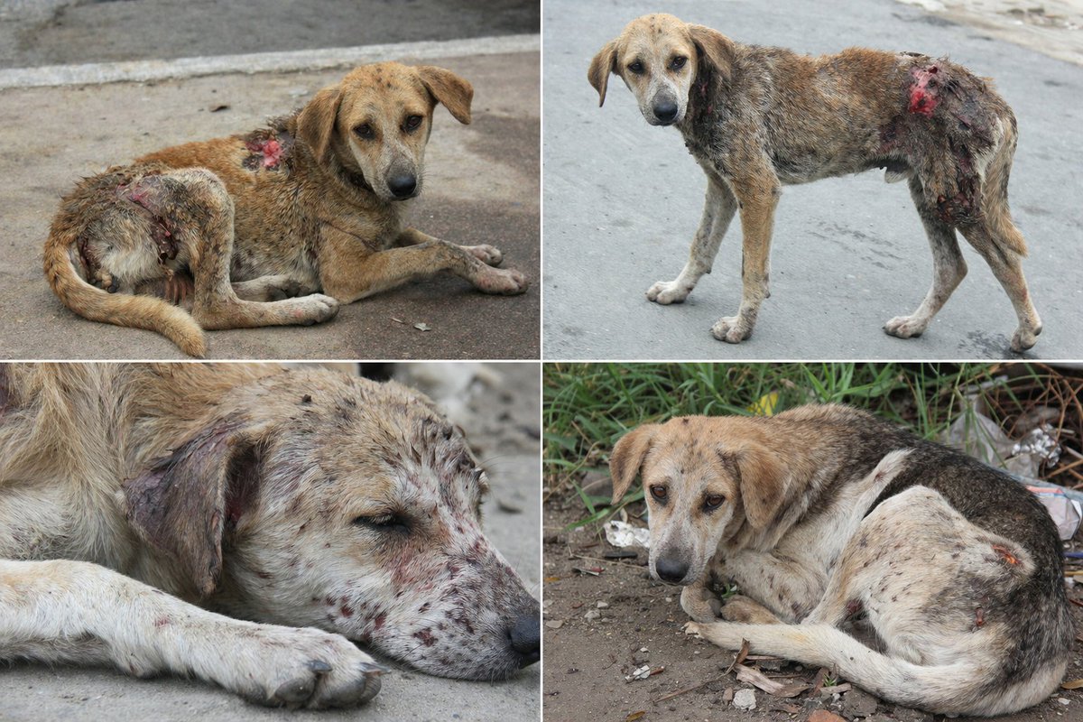 Regina C tweet media