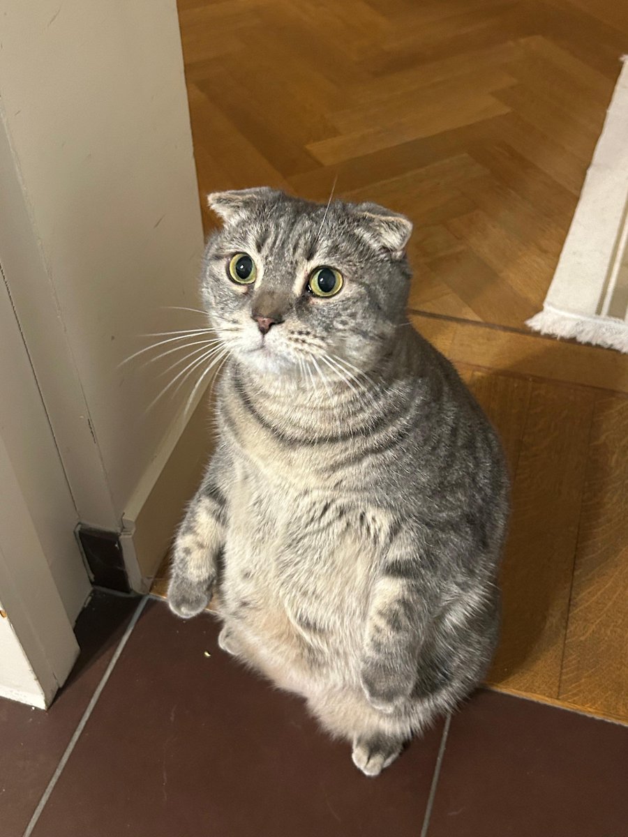 491xu's tweet photo. My friend’s fucked up cat Ned https://t.co/cgKW3GvNeM