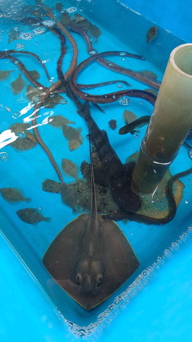 浜名湖体験学習施設ウォット tweet media