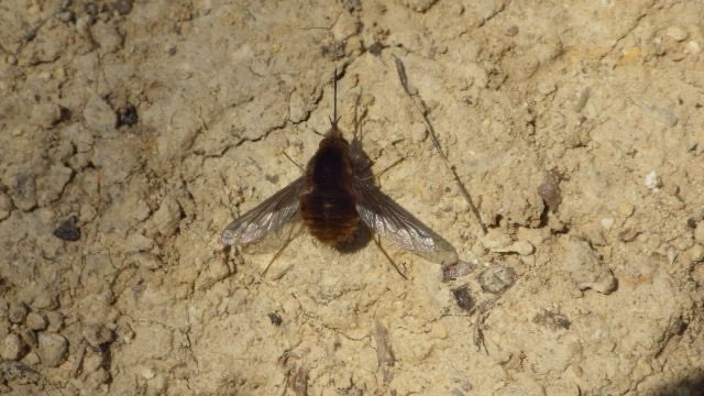 いれ子 tweet media