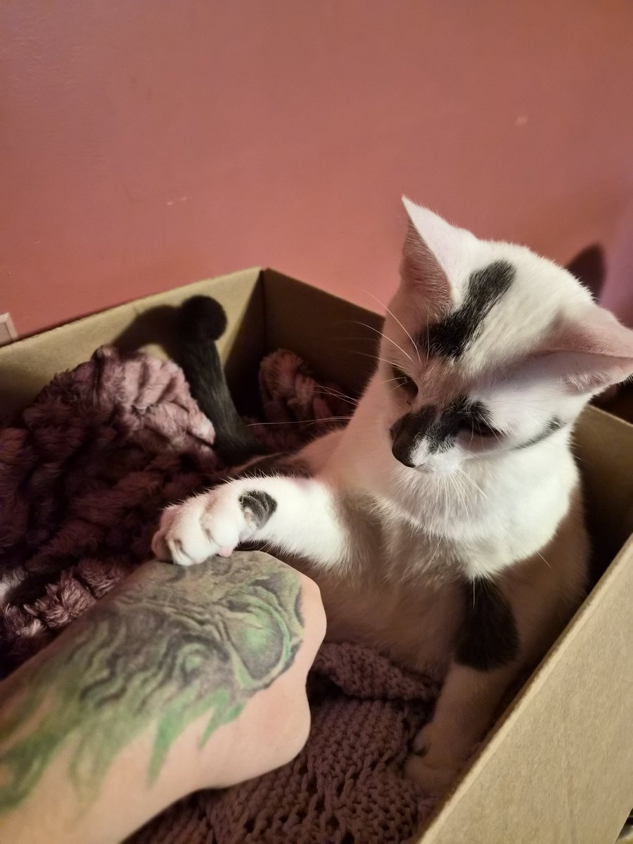 Xnslayz's tweet photo. Grievous will be turning 1 this month. Happy early birthday buddy! https://t.co/FxuzBcN0P9