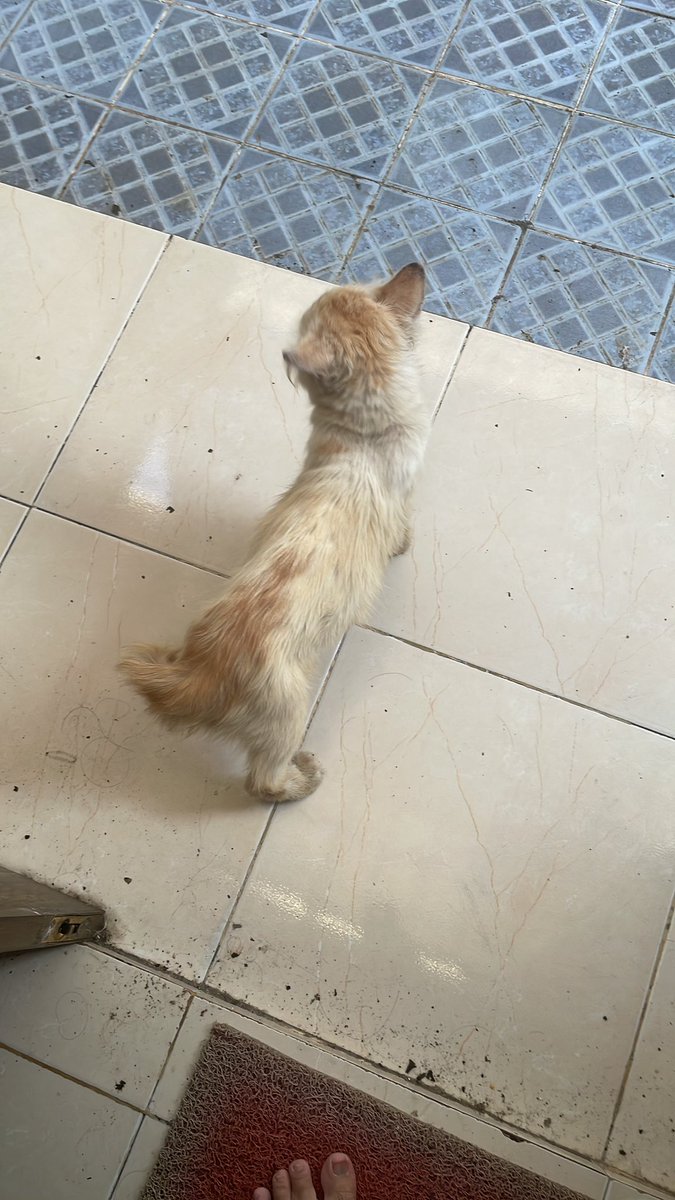 agi aka duckofyork tweet media