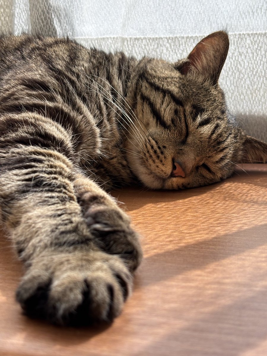 キジトラ虎三郎 tweet media