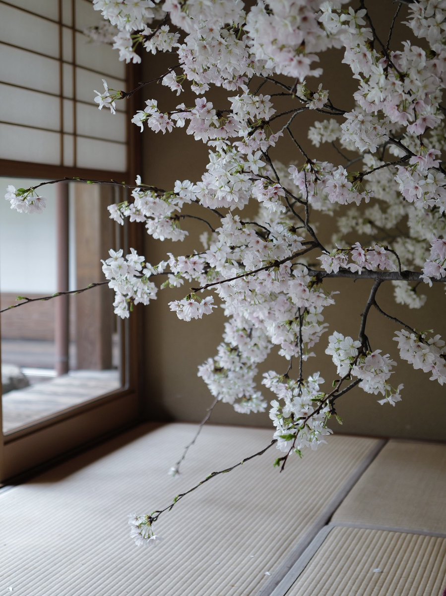 yuriy1220's tweet photo. 光明院の部屋見桜が美しかった https://t.co/7aaKYTyEsO