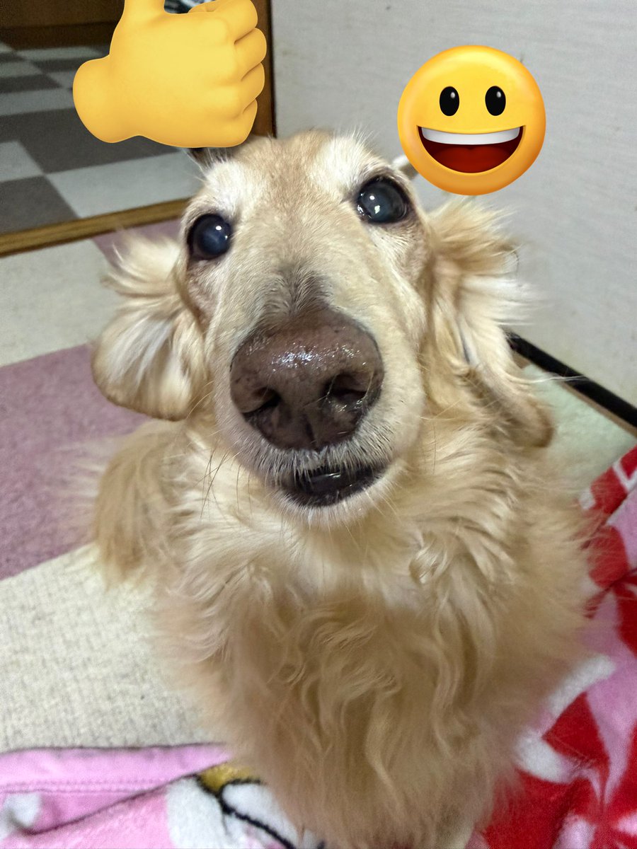 千葉 優輝 💫星の王子さま4/28〜429 tweet media