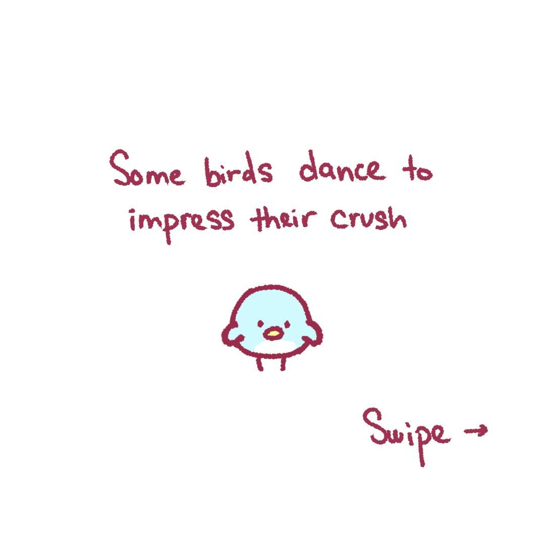 mecchaJP's tweet image. Funfact about birds! (ˆ꜆ .  ̫ . ) ꜆ ⌒ ♡ 
#MiyaDaily #cute #funfact 
------

Follow @miyapipou for more of Miya &amp;amp; Pipou! 🐈 🐦