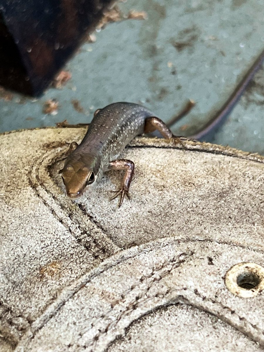 Dave Krantz tweet media