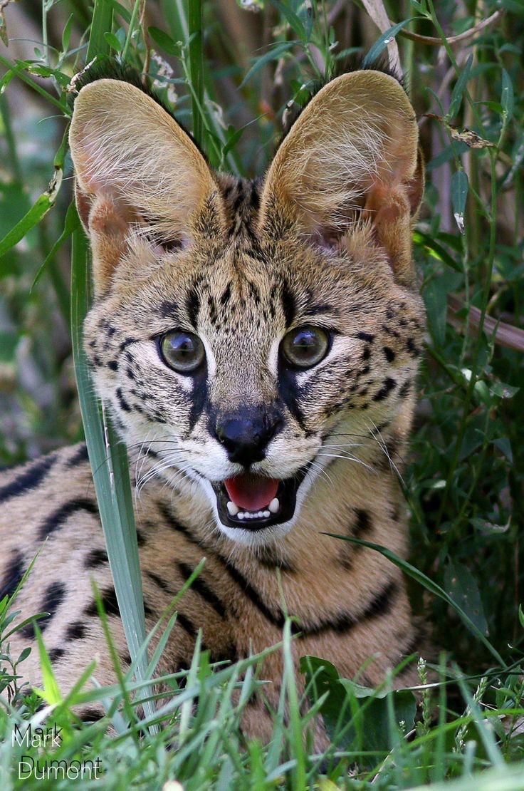 Serval Every Hour! tweet media